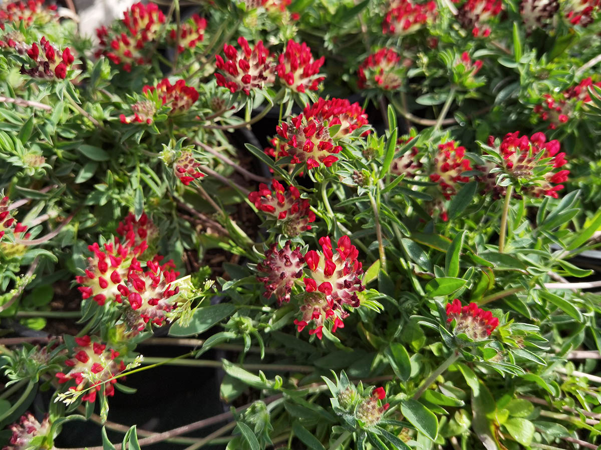 Anthyllis vulneraria 'Coccinea'